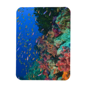 Schooling Fairy Basslets (Pseudanthias Magnet