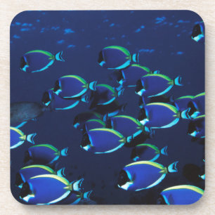 Schooling Powder Blue Surgeonfish Coaster