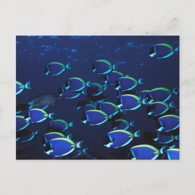Schooling Powder Blue Surgeonfish Postcard (Front)