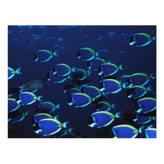 Schooling Powder Blue Surgeonfish Postcard