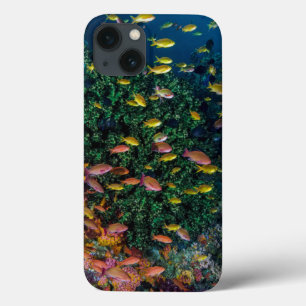 Schools of Fish Swim in Reef iPhone 13 Case