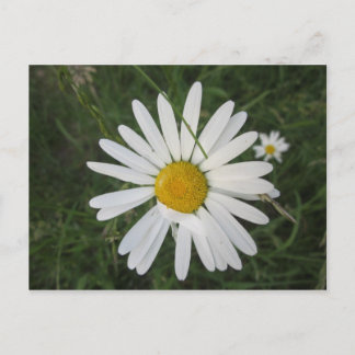 Schüchterne Margarithe Postcard