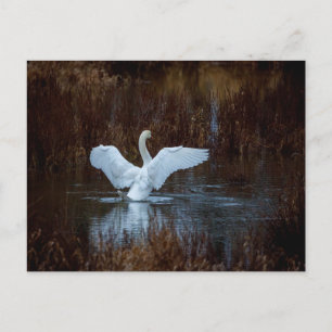 Schwan beim morgendlichen Bad  Postcard