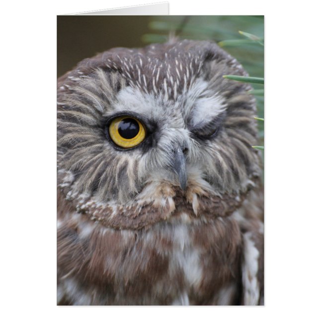 Scie-affûtez le hibou (Devant)