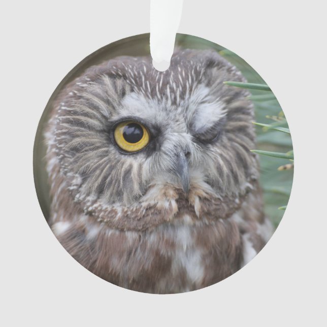 Scie-affûtez le hibou (devant)