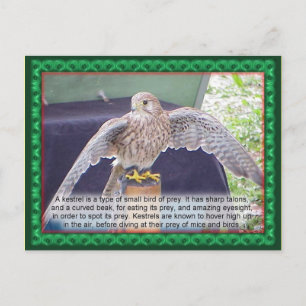 Science, animals, bird, Kestrel Postcard