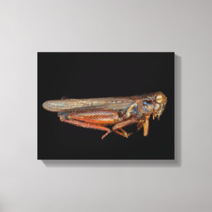 Science - Entomology - The specimin Canvas Print