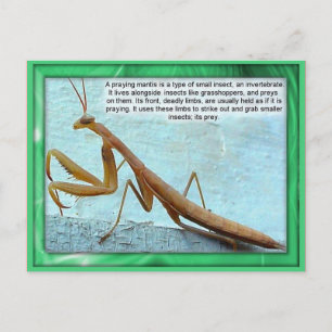 Science, Insects, Praying Mantis Postcard