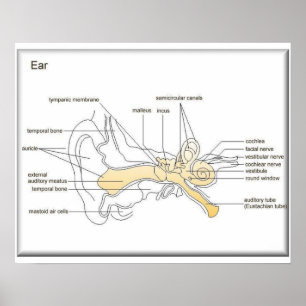 Science,Life science,   Diagram of an ear Poster