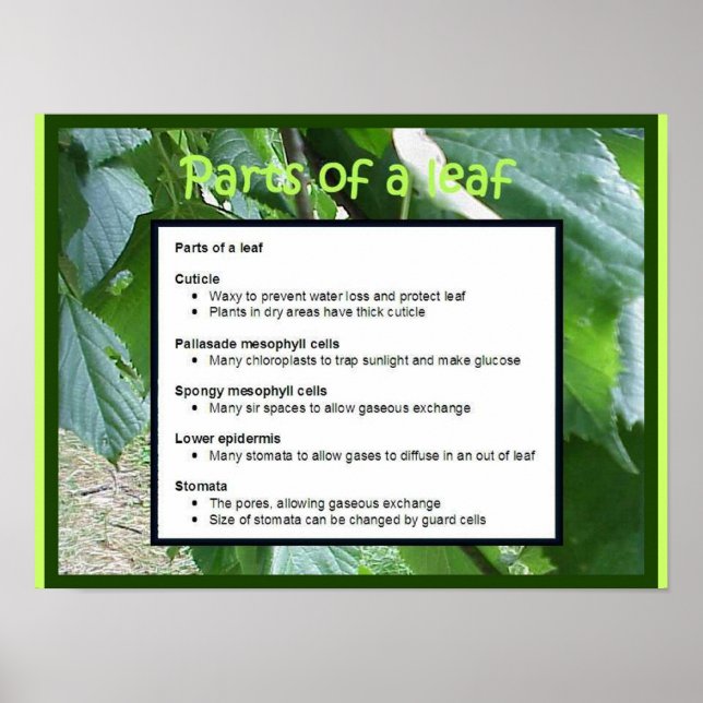 Science, Plants, Parts of a leaf Poster (Front)
