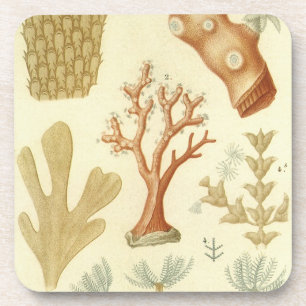 Science Textbook Biology, Vintage Coral Animals Coaster
