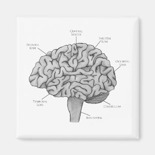 Scientific Brain Magnet