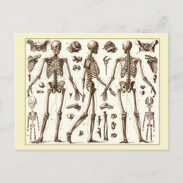 Scientific illustration of the human skeleton postcard (Front)