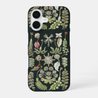 Scientific Nature Art Ernst Haeckel Liverworts