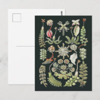 Scientific Nature Art Ernst Haeckel Liverworts