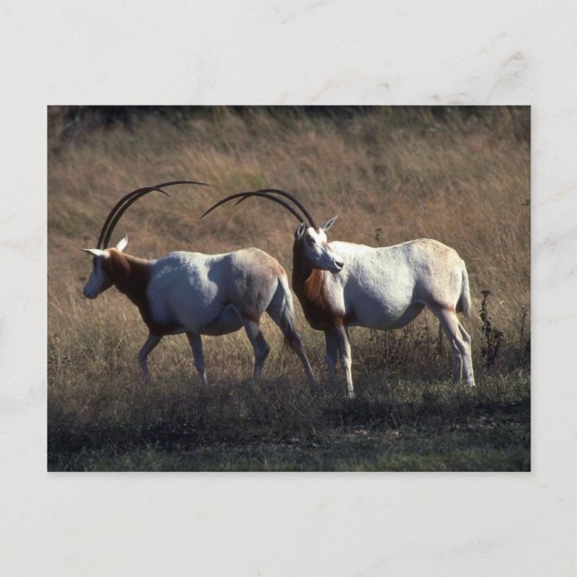 Scimitar-Horned Oryx Postcard (Front)
