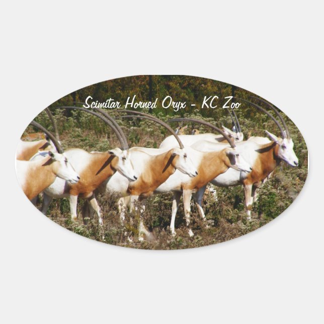 Scimitar Horned Oryxes stickers (Front)