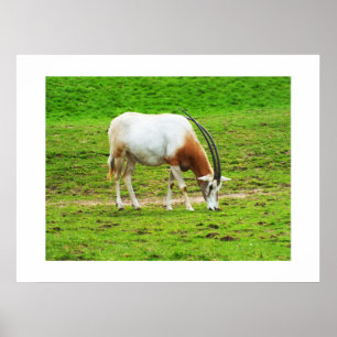 Scimitar oryx animal poster