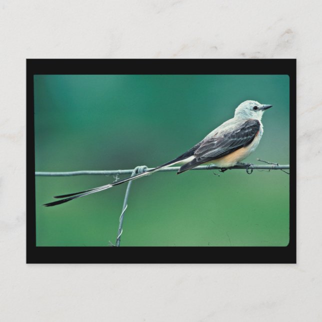 Scissor tailed flycatcher postcard (Front)
