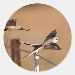 Scissor-Tailed Flycatchers (Tyrannus Forficatus) Classic Round Sticker