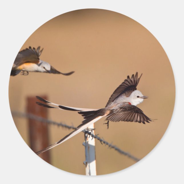 Scissor-Tailed Flycatchers (Tyrannus Forficatus) Classic Round Sticker (Front)