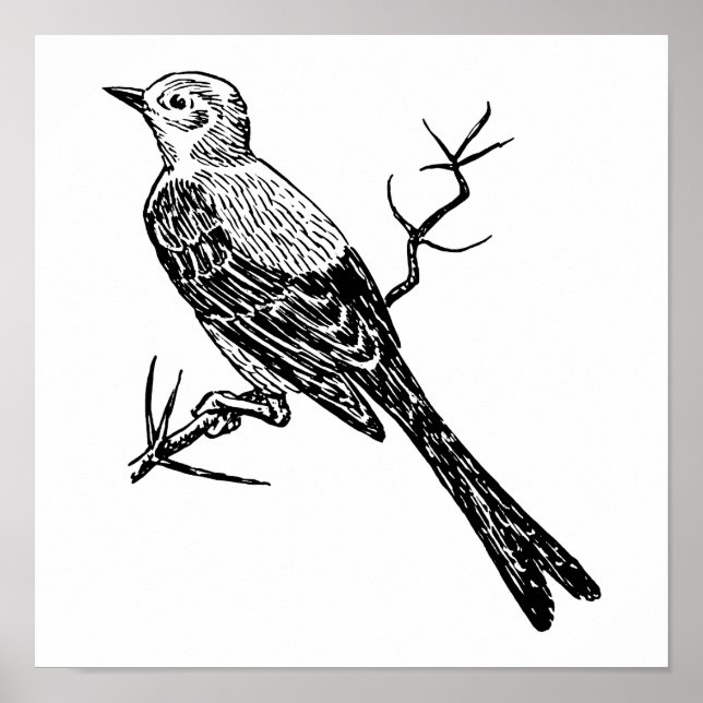 Scissortail Realistic Bird Sketch Poster (Front)