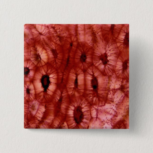 Sclerenchyma Cells from a Cherry Pit 2 Inch Square Button (Front)