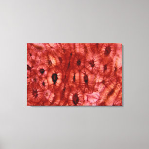 Sclerenchyma Cells from a Cherry Pit Canvas Print
