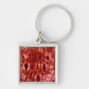 Sclerenchyma Cells from a Cherry Pit Keychain