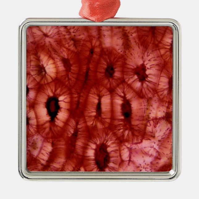Sclerenchyma Cells from a Cherry Pit Metal Ornament (Front)