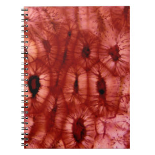 Sclerenchyma Cells from a Cherry Pit Notebook