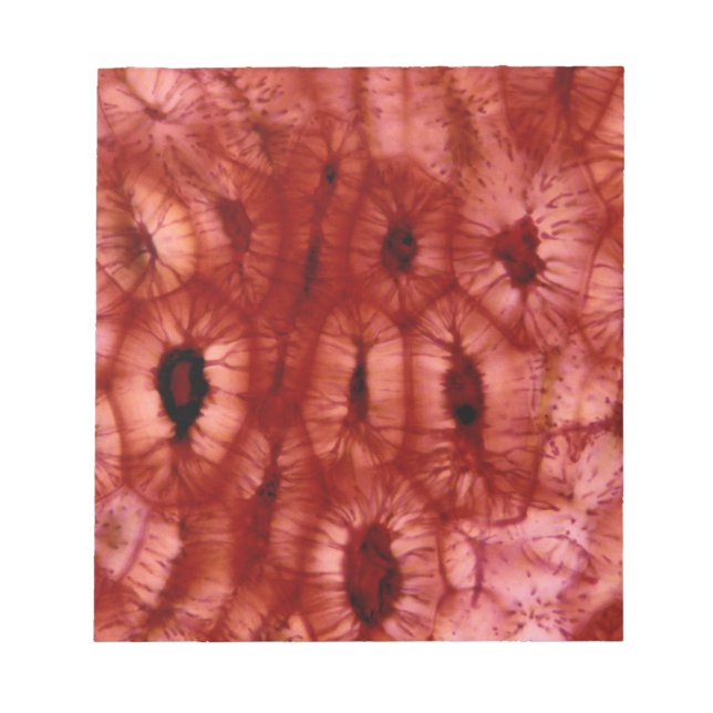 Sclerenchyma Cells from a Cherry Pit Notepad (Front)