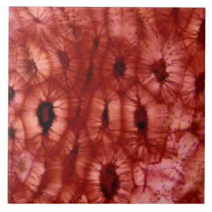 Sclerenchyma Cells from a Cherry Pit Tile