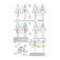Sclerotome Visceral Pain Referral Chart