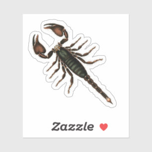 Scorpion!