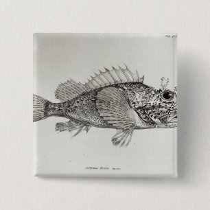 Scorpion Fish 2 Inch Square Button
