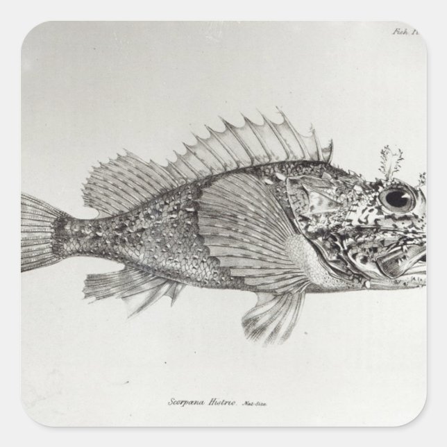 Scorpion Fish Square Sticker (Front)