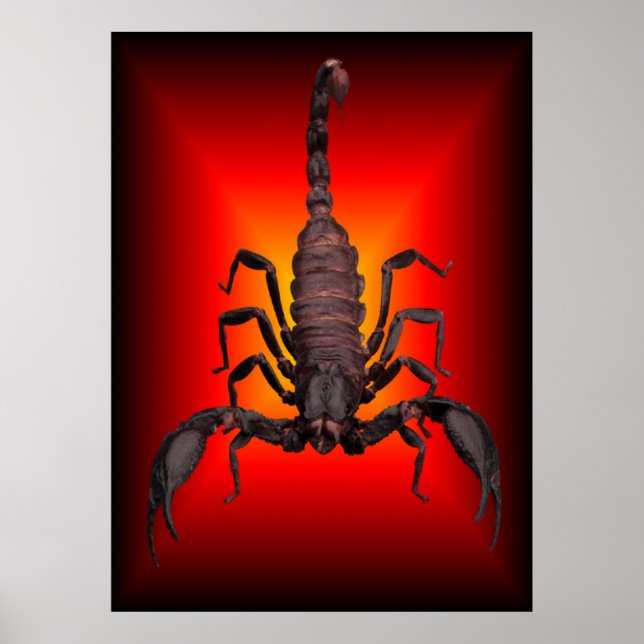 SCORPION OF WAR POSTER (Front)
