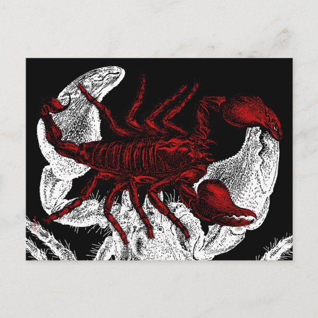 Scorpion rouge - Carte postale (Devant)