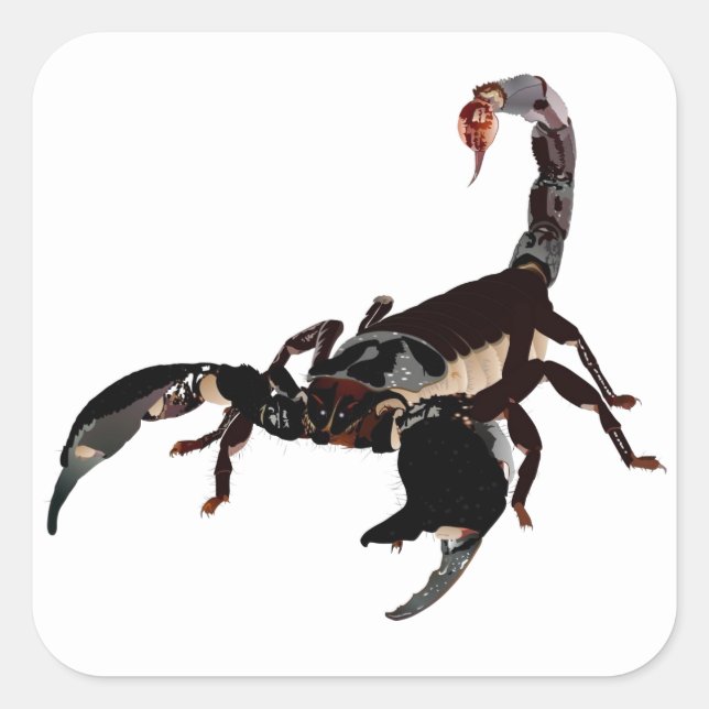 scorpion sticker (Front)