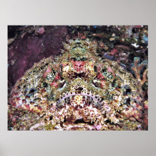 Scorpionfish Close Up Poster