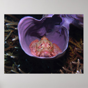 Scorpionfish in a Bowl Poster