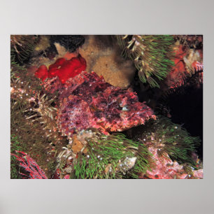 Scorpionfish in the Grass Poster