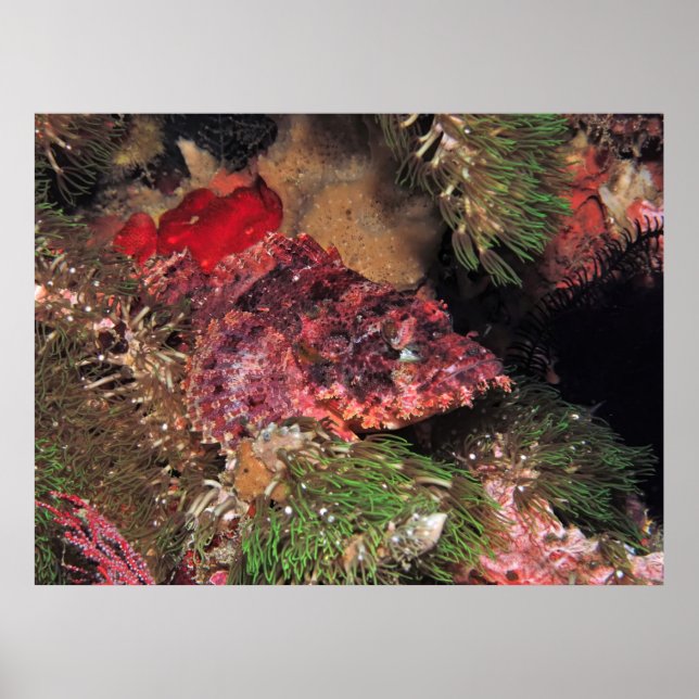 Scorpionfish in the Grass Poster (Front)
