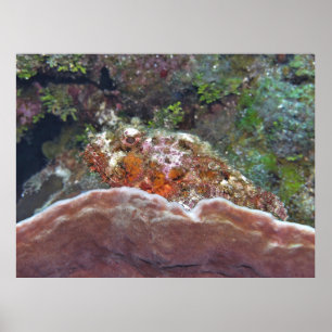 Scorpionfish on a Sponge Poster