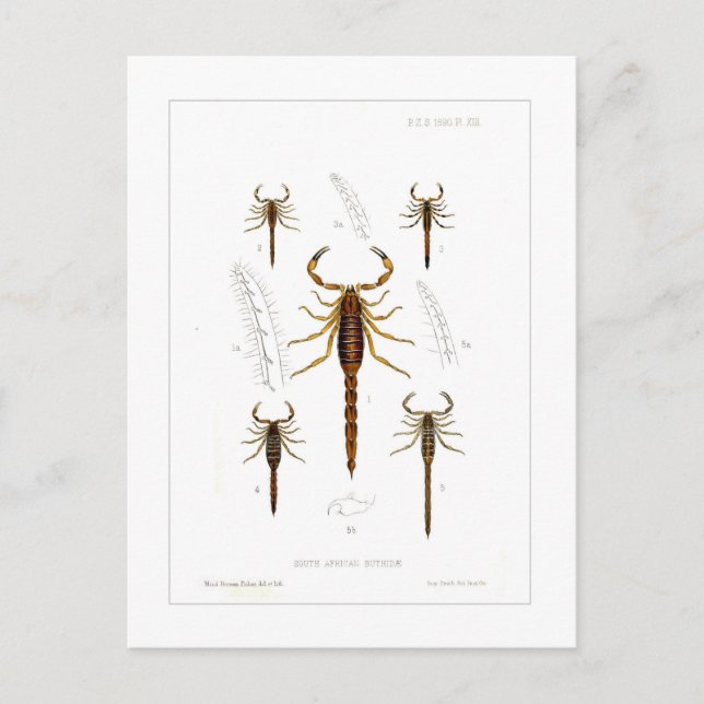 Scorpions Postcard (Front)