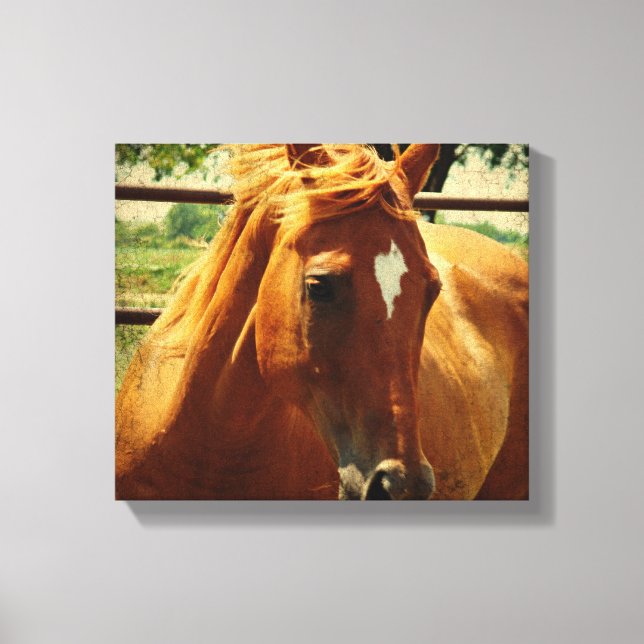 Scotch Canvas Print (Front)