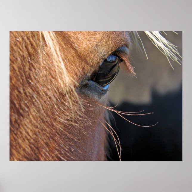 Scotch extreme closeup poster (Front)
