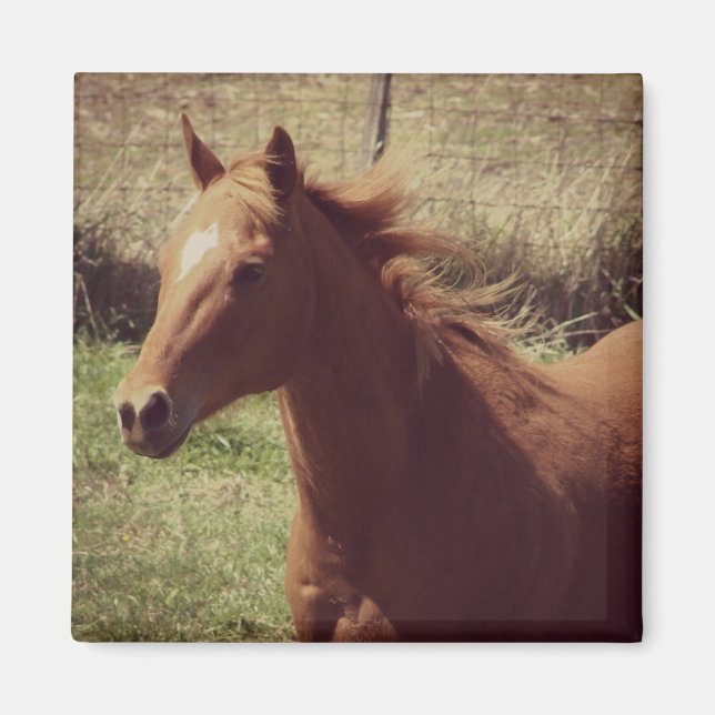 Scotch in Motion Magnet (Front)