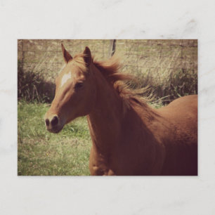 Scotch in Motion Postcard
